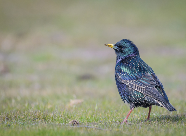 European Starling stands in short grass