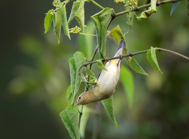 A Tennessee Warbler perches upside down on a branch looking for food