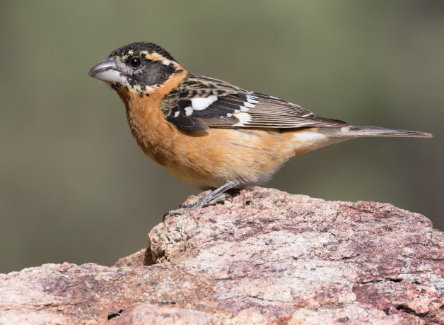 A Black-headed Grosbeak perches on a rock facing left