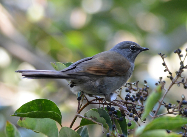 Brown-backed Solitaire facing right, stands on branch