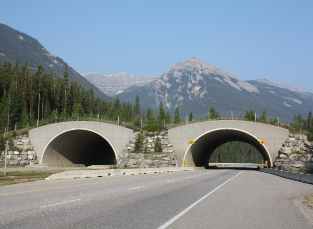 An overpass in Banff National Park consisting of two arches over a road, with mountains in the distance.