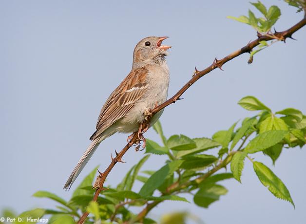 Field Sparrow