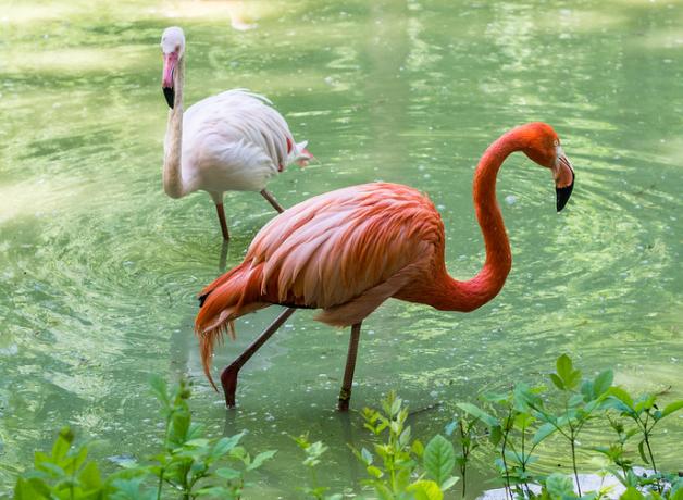 Two flamingoes standing in a sun-dappled pool at the Kyiv Zoo. One has vivid orange-pink plumage and the other is a lighter pink.