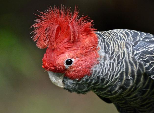 A Gang-Gang Cockatoo showing bright red feathers on its face and in a curved crest atop its head, with brindled gray and white feathers on its shoulder and chest.