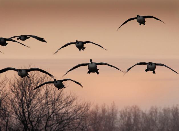 Canada Geese flying in to land