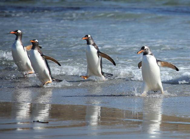 Gentoo Penguins