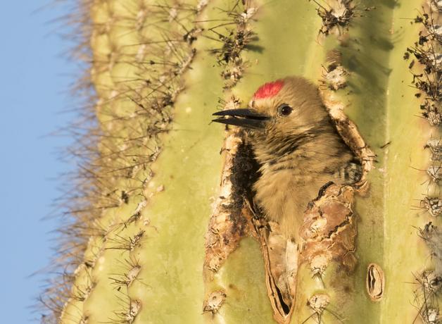 Making a Home Among the Saguaros | BirdNote