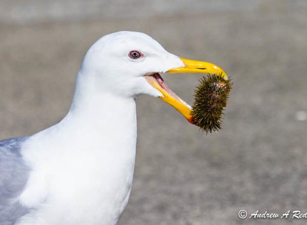 Glaucous-winged Gull eating a sea urchin