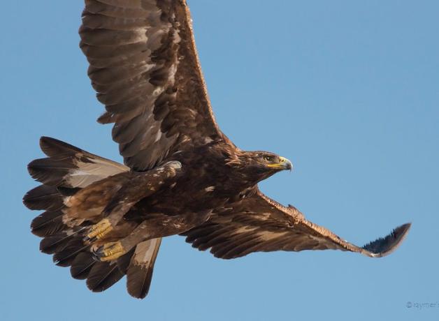 Golden Eagle in flight