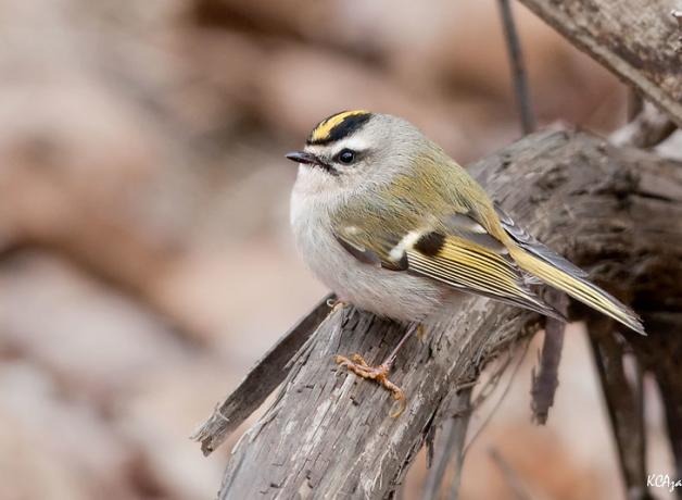 A Golden-crowned Kinglet perched on a branch, its tiny round body accented with gold stripes on wing and a streak of gold feathers on its head