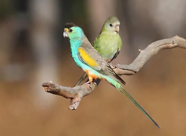 A pair of brightly colored blue and green parrots, the male in the front with a yellow shoulder