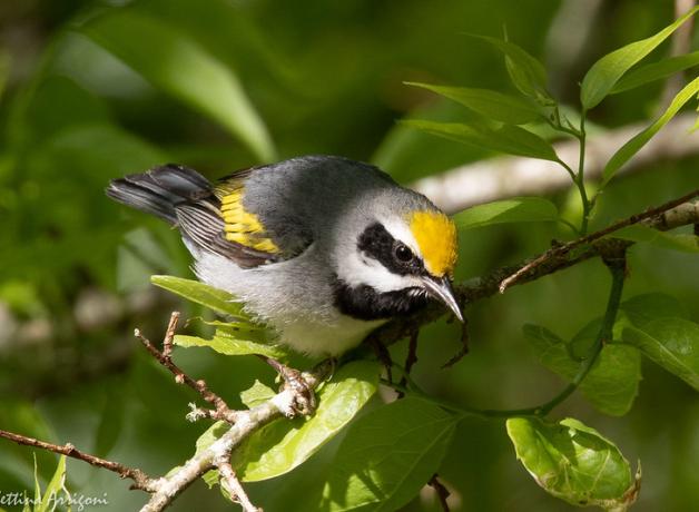 Golden-winged Warbler