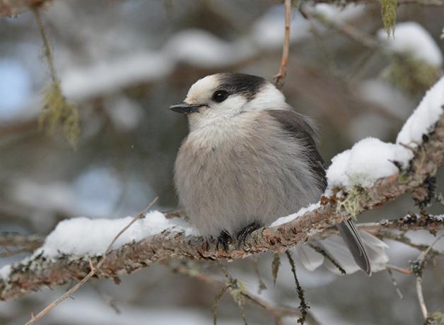 Gray Jay perched on snowy branch