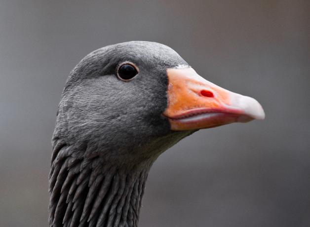 Close-up of Graylag Goose with its sleek gray plumage, dark eye and orange bill turned to its left as it eyes the viewer.