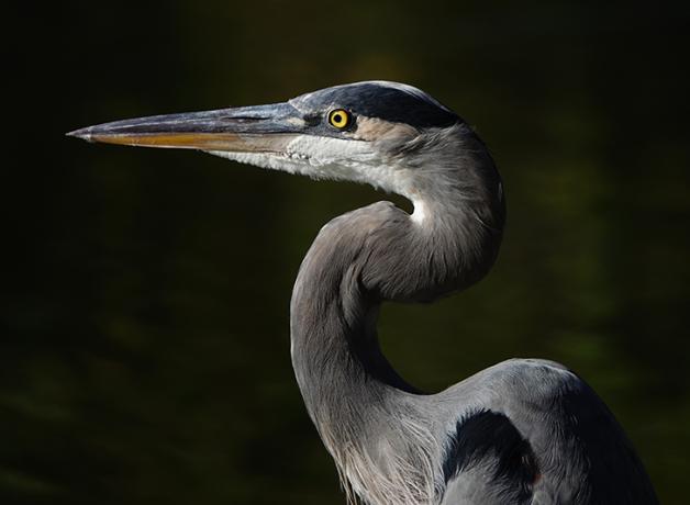 A Great Blue Heron faces to viewers' left, with its curving neck and very long sharp beak in filtered light