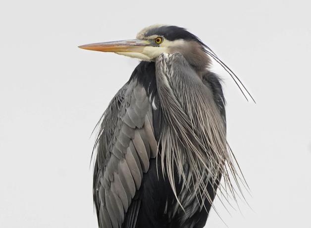 Great Blue Heron looking to its right, against a pale sky