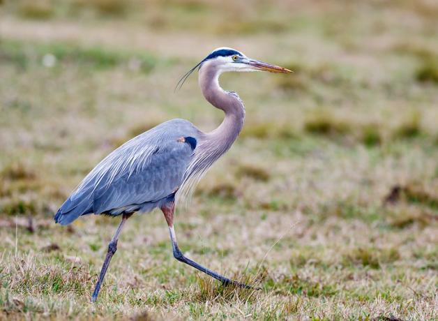 A Great Blue Heron strides across a grassy field, its long neck and sharp pointed beak balanced over very long legs as it walks