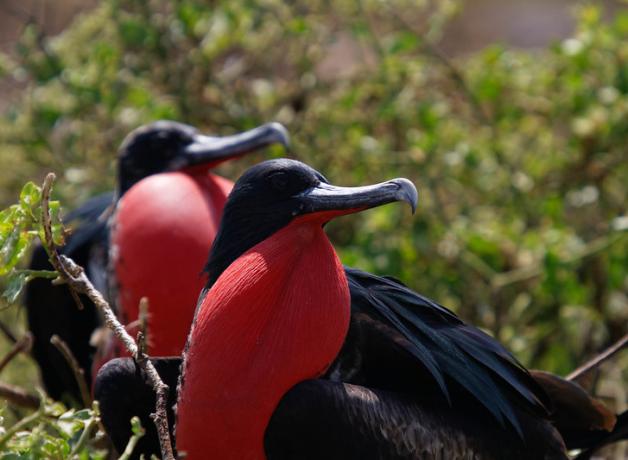 Great Frigatebirds