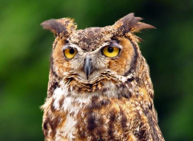 Great Horned Owl