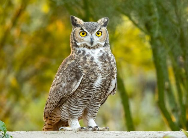 A Great-Horned Owl stands facing the viewer, showing its bright yellow eyes, and the tufted feathers ("plumicorns") atop its head.