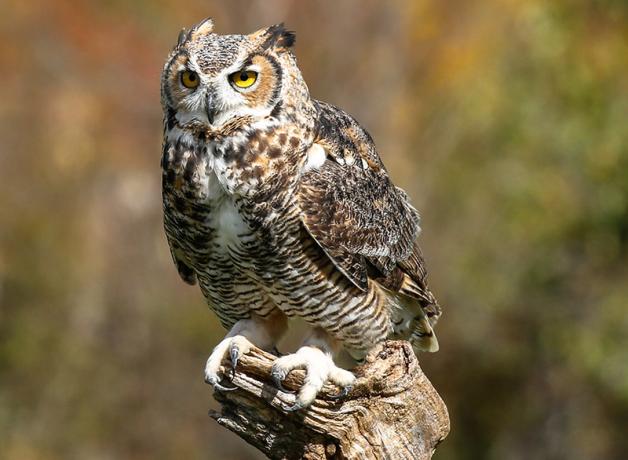 owl horned perched stephane tardif cc menu birdnote