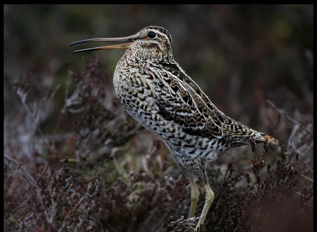 Great Snipe