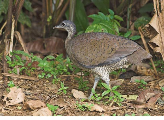 Great Tinamou