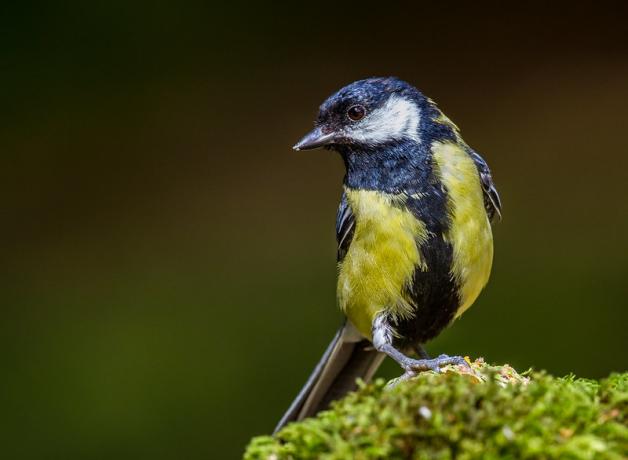 A Great Tit facing the camera, head turned to its right, with yellow breast and large vertical black stripe up the center and around the throat.