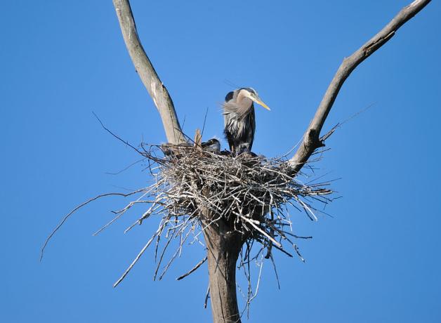 Heron perched in a nest of twigs at a fork in a tree