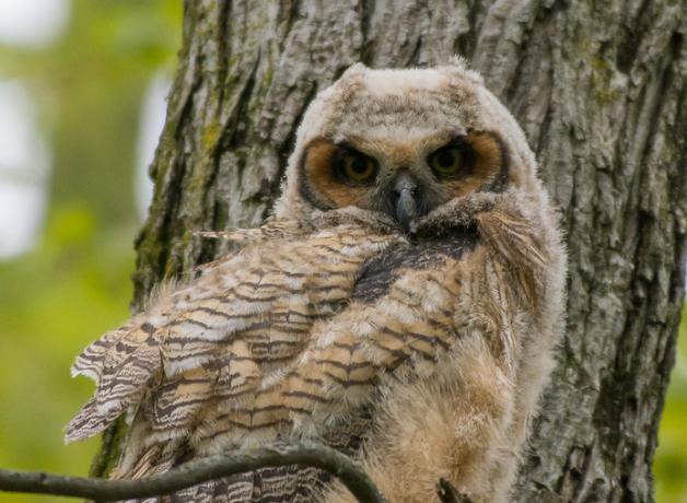Great Horned Owl juvenile