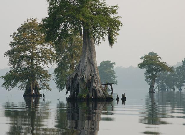 Great Dismal Swamp NWR