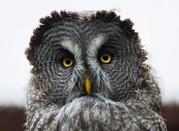 Great Grey Owl, small feathers rim "facial disks"
