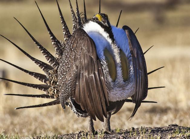 Greater Sage Grouse male