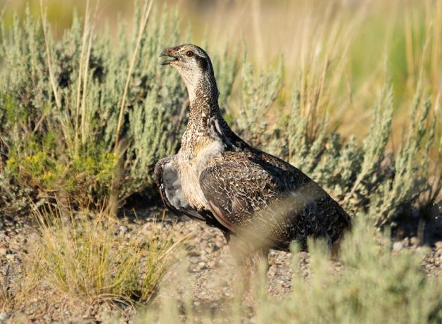 Great Sage-Grouse