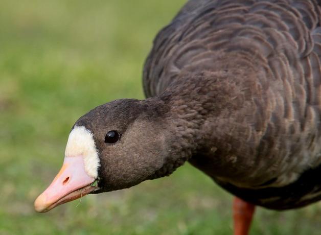 A brown goose with a white face and pale pink beak looks toward the viewer.