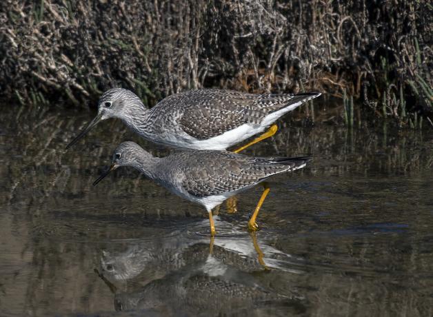 Two shorebirds, one larger than the other, walk together looking at the water they are wading in.