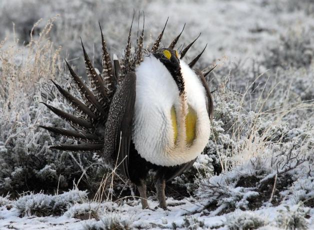 A male Greater Sage-Grouse in snow