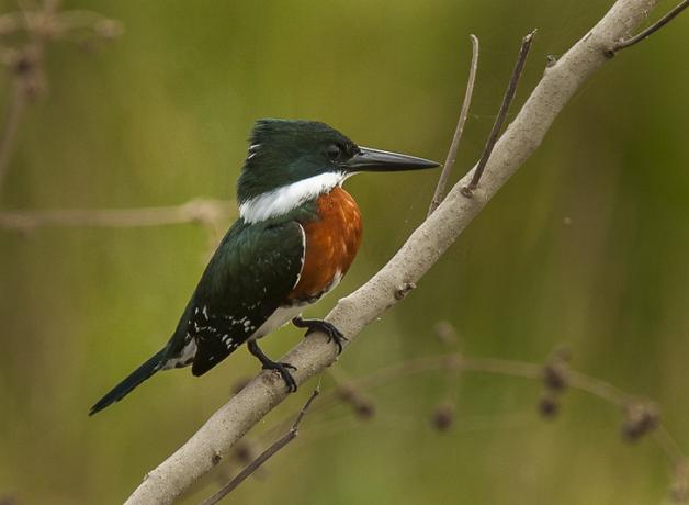 Green Kingfisher seen in profile, perched on a branch