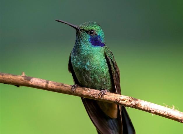 Green Violet-ear Hummingbird