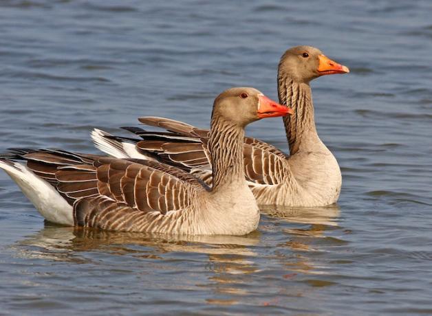 Greylag Geese