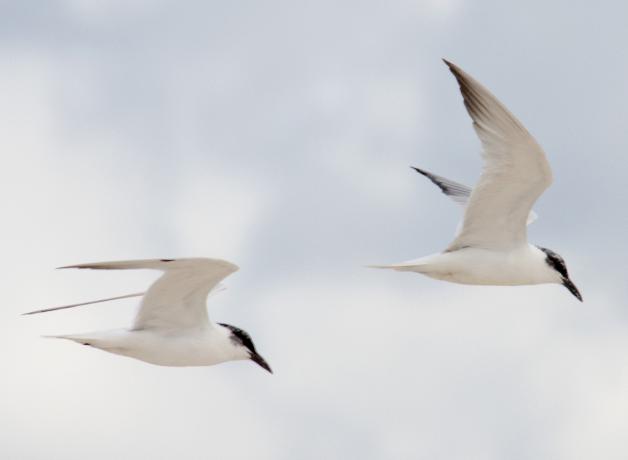 Gull-billed Terns in flight