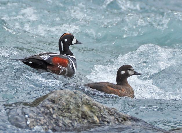 Harlequin duck pair in river