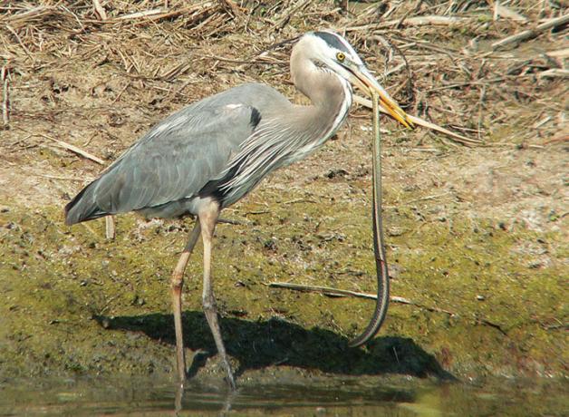 Heron catching snake