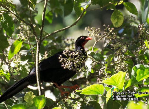 Highland Guan