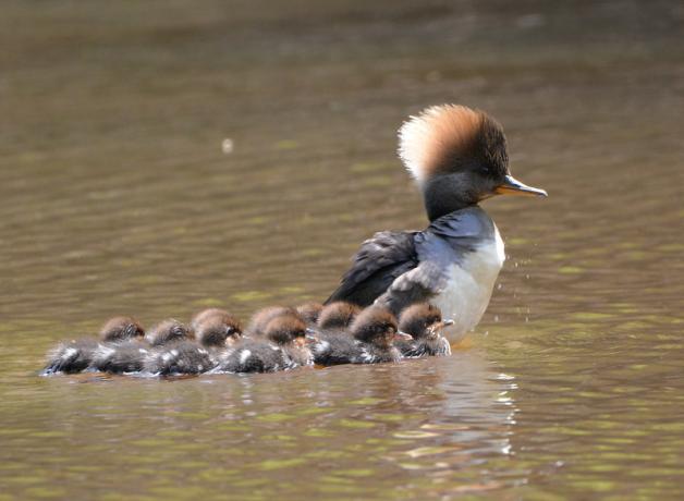 A female Hooded Merganser leading a brood of ducklings; the ducklings are very small and adorably fuzzy and swim close behind her on the sunlit water.