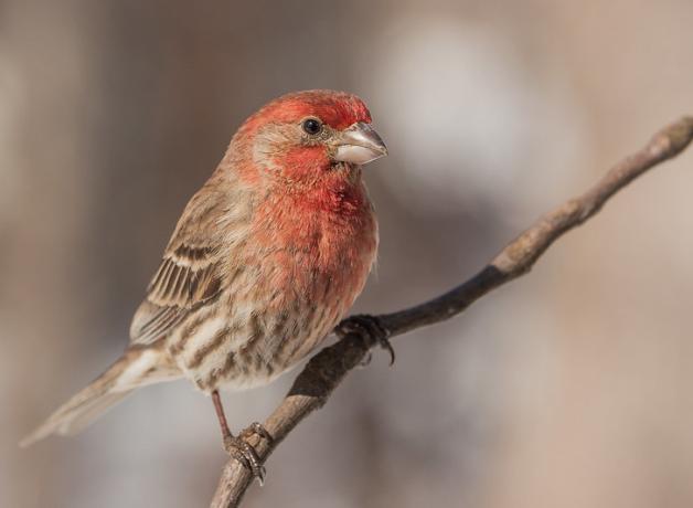 House Finch perched on a branch in the sun, looking to its left, red head and chest showing well