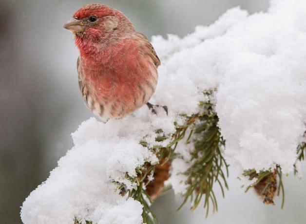 House Finch perches on snow-covered tree branch