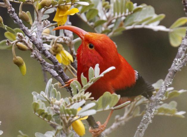 A bright red bird with a long narrow curving beak clings to a flowering branch. The bird has a dark eye and dark rump.