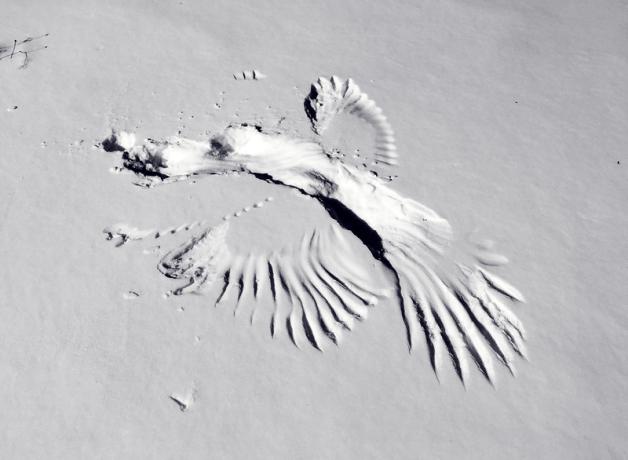 Imprint of bird's wings in snow where it touched down catching prey