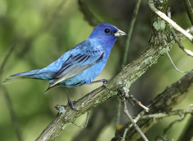 Male Indigo Bunting, a vivid blue bird with black stripes on the wings.